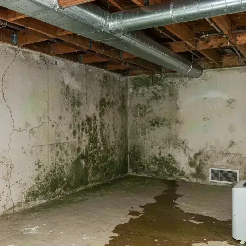 Professional Mold Removal in Louisville, IL